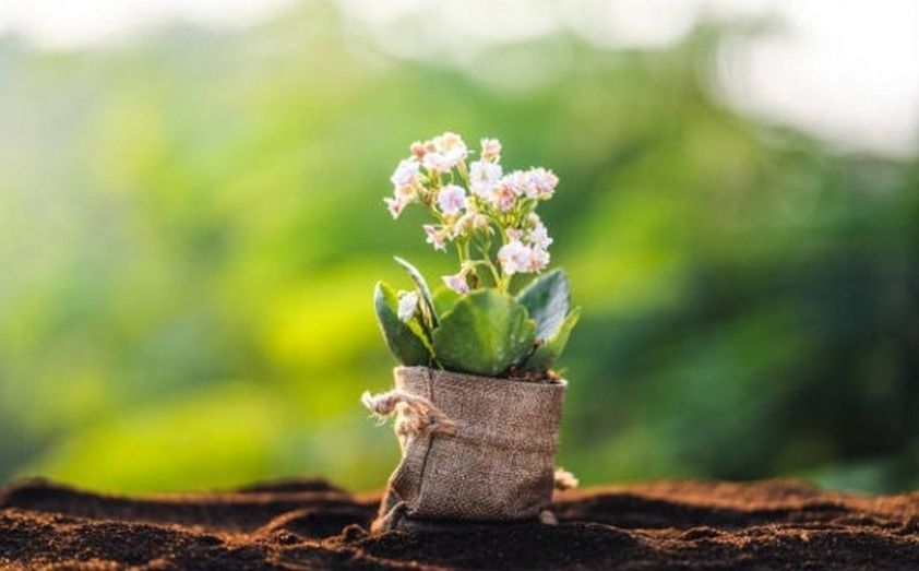 Planta viva (Imagen by unsplash.com)