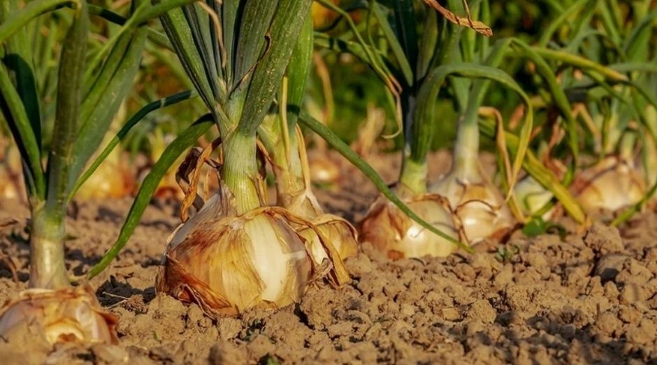 Sector agroalimentario. Sector agroalimentario.