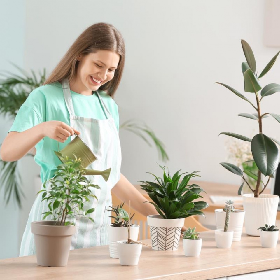 Planta viva.