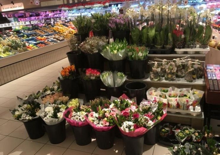 Flores y plantas vivas.