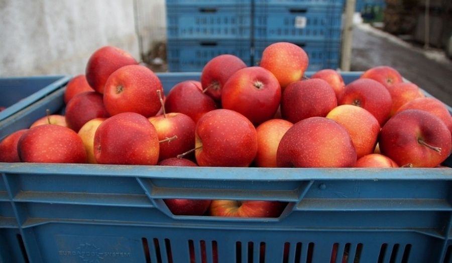 Fruta de exportaci&oacute;n.