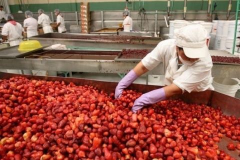 En el caso de los frutos rojos marzo, abril y mayo son los de mayor exportaci&oacute;n.