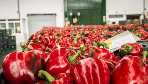 Pimiento.