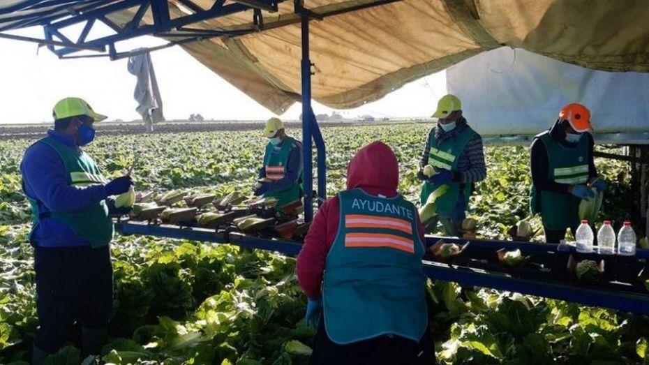 En el ámbito productivo, el sector hortofrutícola adoptó los trabajos en las explotaciones y almacenes a los nuevos requisitos de seguridad. En el ámbito productivo, el sector hortofrutícola adoptó los trabajos en las explotaciones y almacenes a los nuevos requisitos de seguridad.