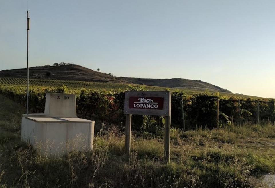 Vi&ntilde;edo riojano de Muga.