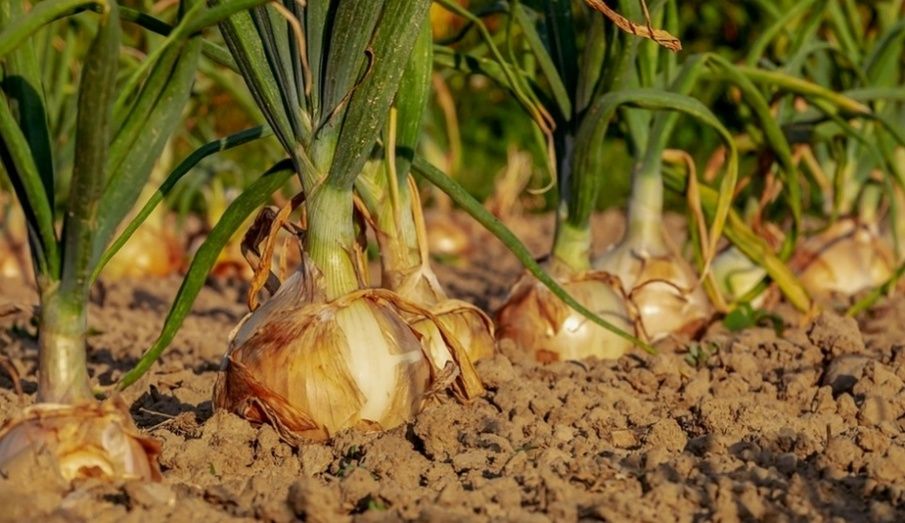 Cebollas, producto agrícola. Cebollas, producto agrícola.