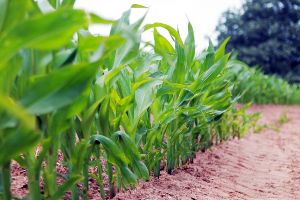 El agroalimentario se mantiene, un a&ntilde;o m&aacute;s, como sector l&iacute;der de la internacionalizaci&oacute;n de la econom&iacute;a espa&ntilde;ola.
