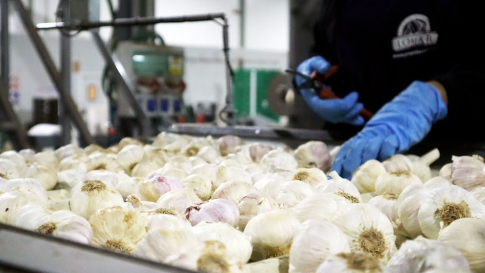 Grupo Lomar es un mayorista de cebollas y ajos con más de 50 años de actividad que cada día distribuye más de 200.000 kg de producto a sus clientes. Grupo Lomar es un mayorista de cebollas y ajos con más de 50 años de actividad que cada día distribuye más de 200.000 kg de producto a sus clientes.