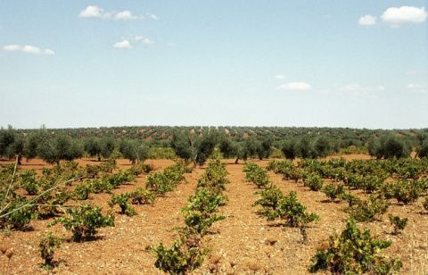 La entidad financiera impulsa la internacionalizaci&oacute;n y la innovaci&oacute;n de las empresas vitivin&iacute;colas en FENAVIN.