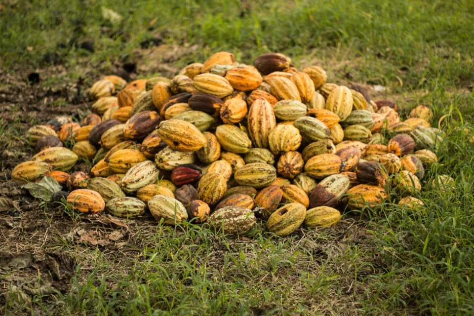El auge del cacao peruano en Europa coincide con un panorama global donde la demanda por este superalimento está en ascenso. El auge del cacao peruano en Europa coincide con un panorama global donde la demanda por este superalimento está en ascenso.