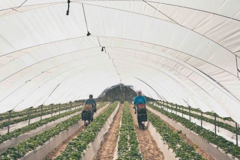 Empresa Flor de Doñana, caso de éxito en Extenda Plus. Empresa Flor de Doñana, caso de éxito en Extenda Plus.