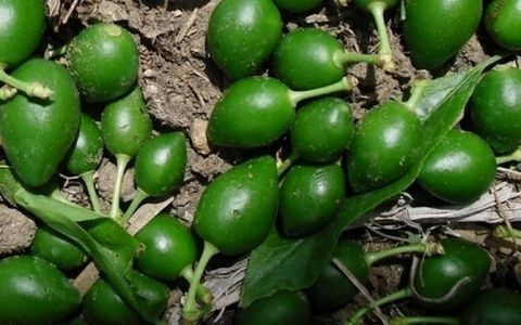 Las exportaciones espa&ntilde;olas de frutas y hortalizas a pa&iacute;ses europeos no comunitario se concentraron en Suiza.