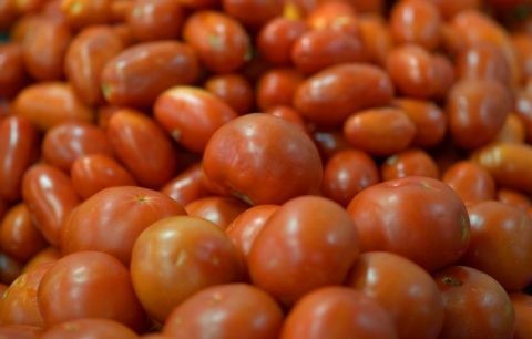 El tomate es un cultivo de car&aacute;cter estrat&eacute;gico para el sector espa&ntilde;ol.
