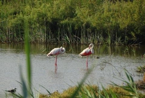 Flamencos. Flamencos.