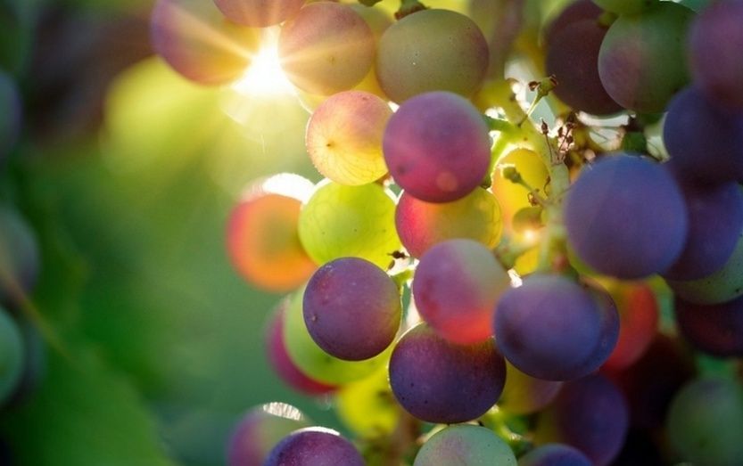 Uvas.