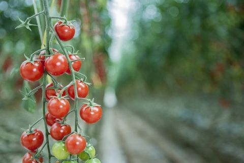 Cultivo de tomates de SanLucar en la finca La Cinquième Saison, situada en la región tunecina de Gabés. Cultivo de tomates de SanLucar en la finca La Cinquième Saison, situada en la región tunecina de Gabés.