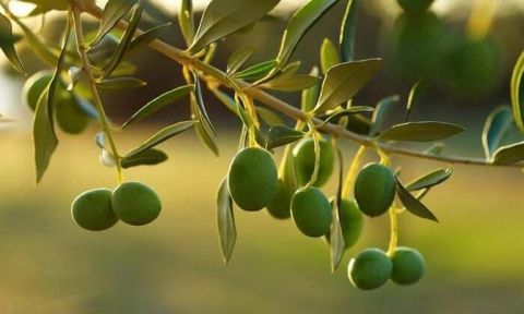 El sistema de Olidetec est&aacute; pensado para ofrecer un nivel de seguridad m&aacute;s all&aacute; de los l&iacute;mites de los terrenos del agricultor.
