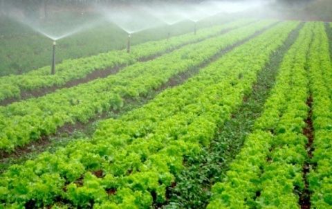 Sector agroalimentario.
