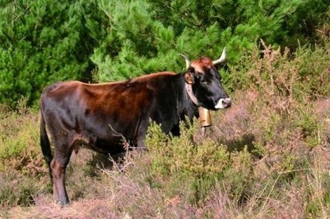 Ternera (Imagen: Ministerio de Agricultura, Pesca y Alimentaci&oacute;n).