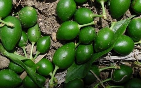 Sector agroalimentario. Sector agroalimentario.