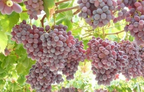 Uvas.