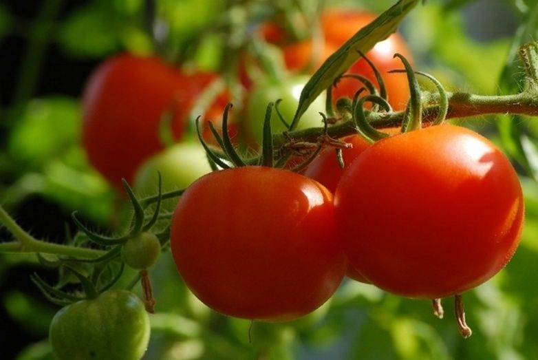 Tomate, sector agroalimentario.