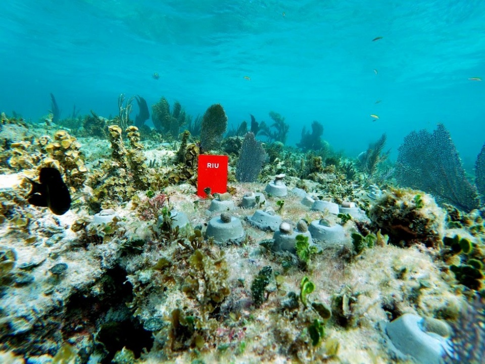 IU colabora con Oceanus para ayudar al cuidado y protecci&oacute;n del coral en Quintana Roo.