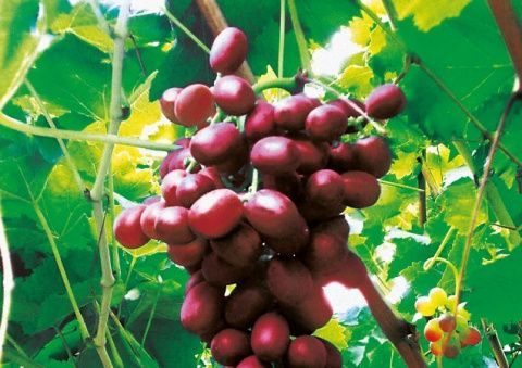 Las condiciones clim&aacute;ticas en Ecuador han demostrado ser &oacute;ptimas para el cultivo de uva de mesa.