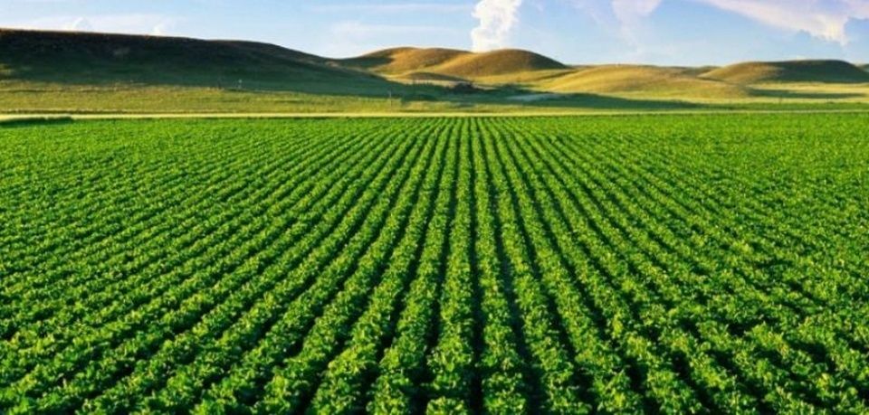 Sector agroalimentario español. Sector agroalimentario español.