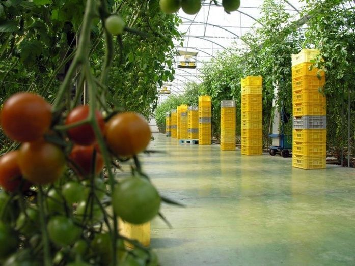 Frutas y hortalizas.