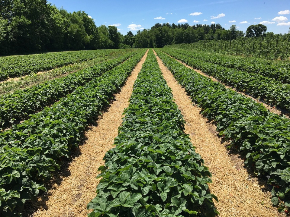 Campo de fresas.