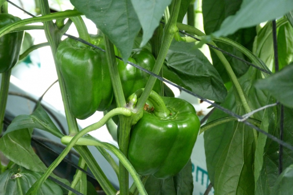 Pimientos.