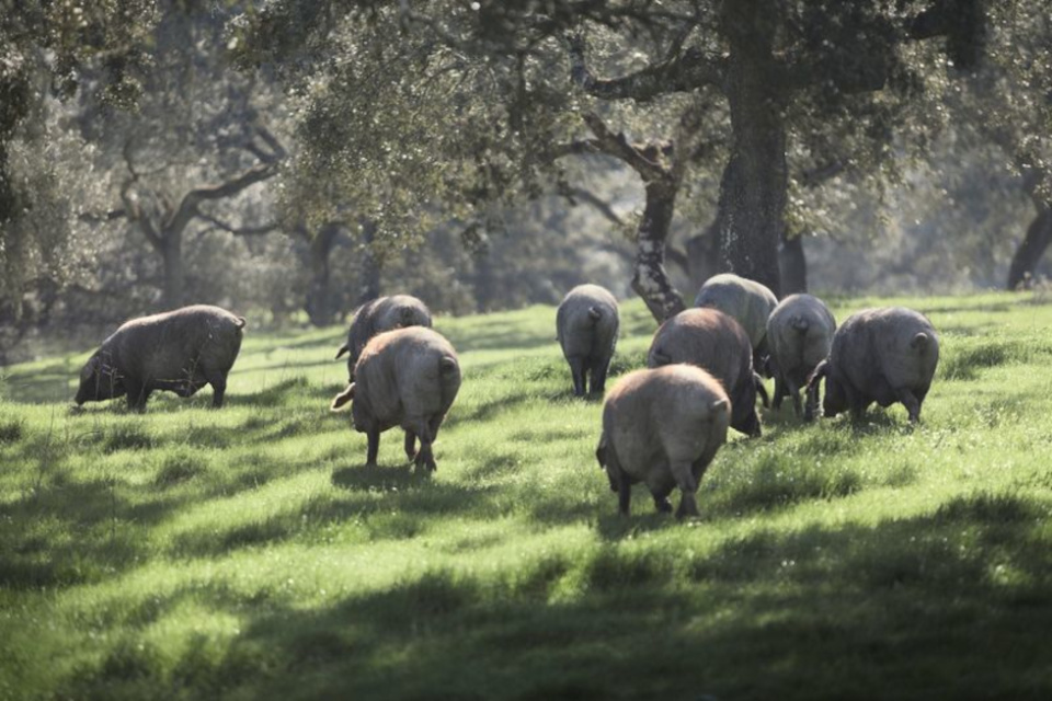 La firma líder en ibérico puro de la Denominación de Origen Dehesa de Extremadura se pronuncia sobre la resolución antidumping de China. La firma líder en ibérico puro de la Denominación de Origen Dehesa de Extremadura se pronuncia sobre la resolución antidumping de China.