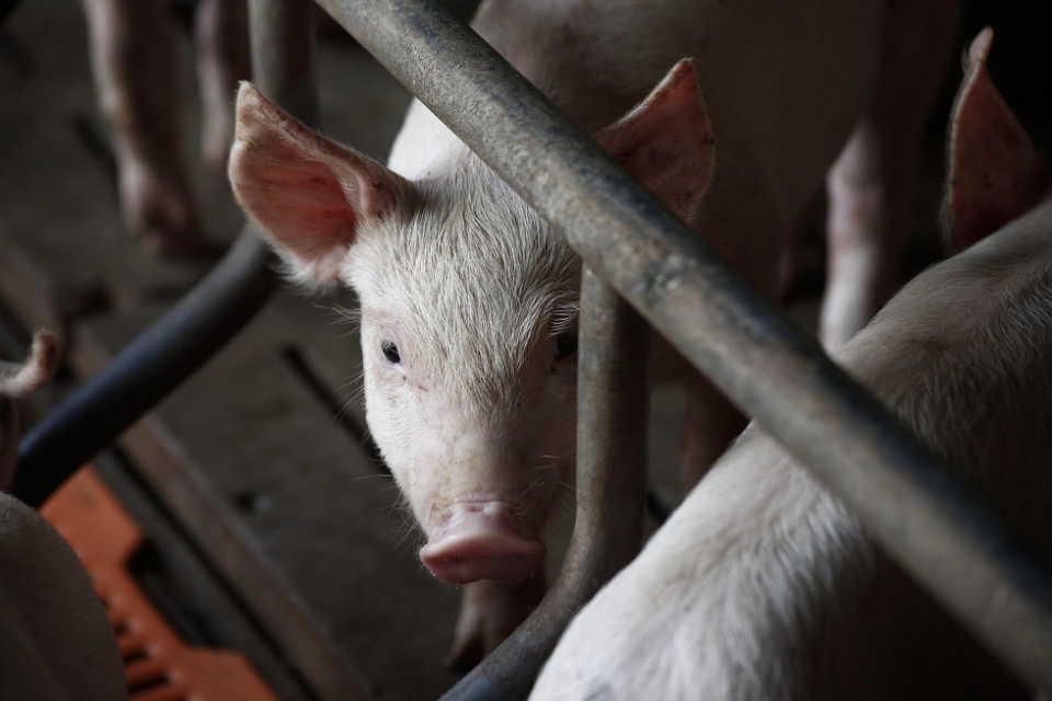 China impone aranceles definitivos al porcino UE.
